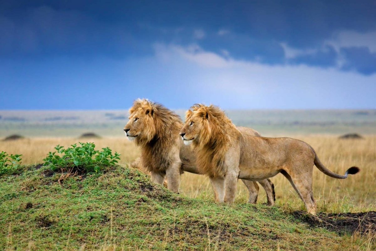 Gir National Park